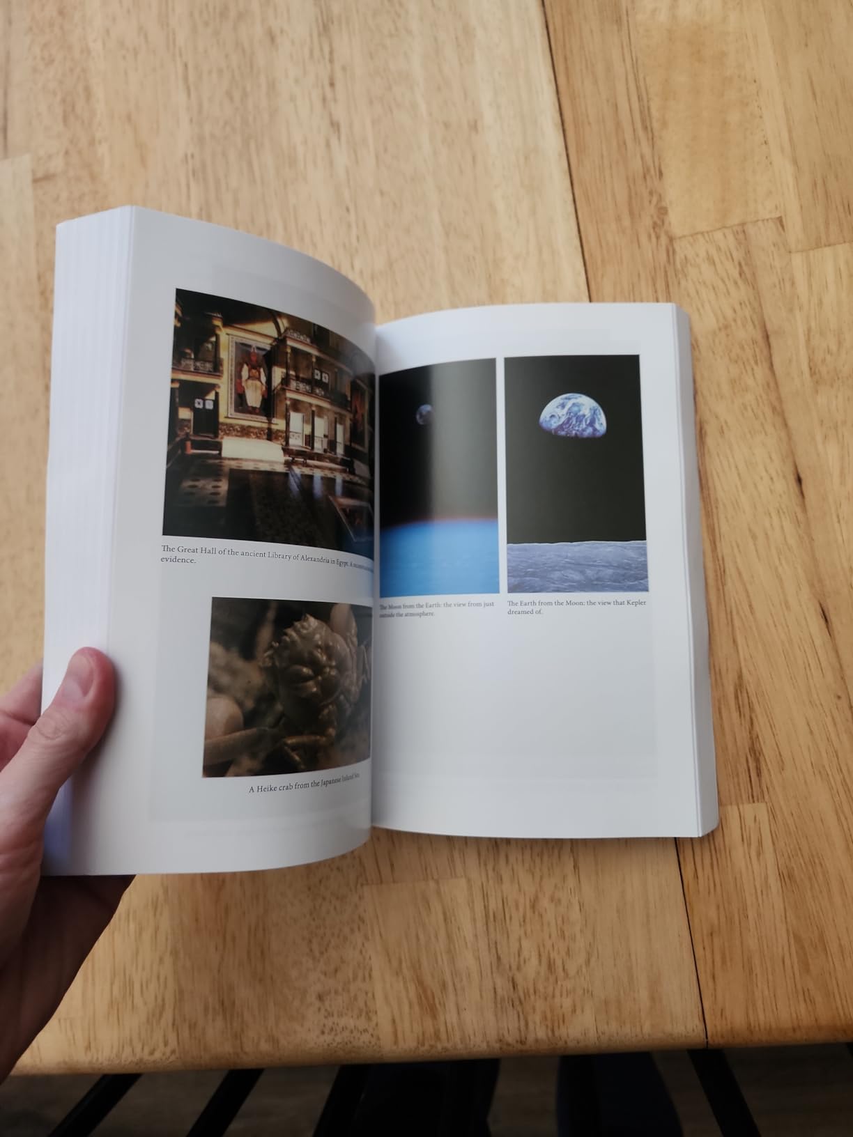 Cosmos Customer Review Cosmos - Customer Photo 4