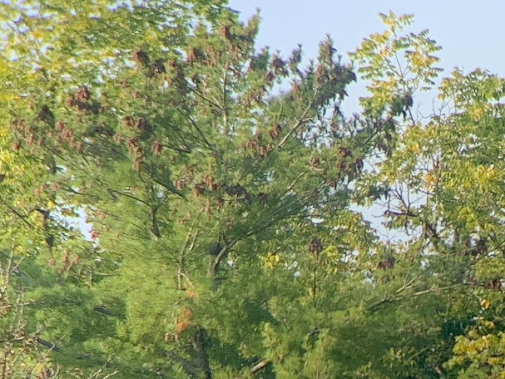 Celestron SkyMaster 20x80 Binoculars – High-Power Binoculars for Astronomy and Long-Range Terrestrial Viewing – Large Aperture with BaK-4 Prisms – Includes Tripod Adapter & Carrying Case - Customer Photo 1