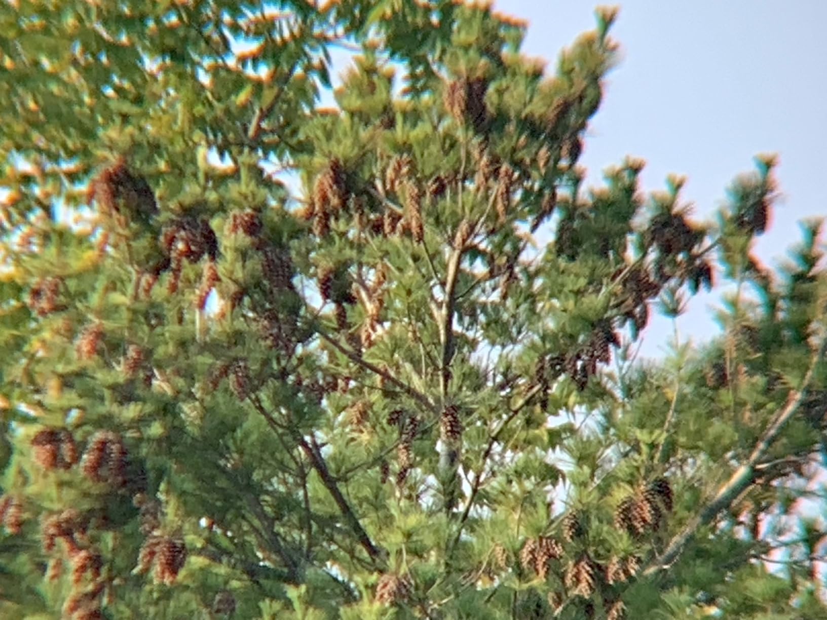 Celestron SkyMaster 20x80 Binoculars – High-Power Binoculars for Astronomy and Long-Range Terrestrial Viewing – Large Aperture with BaK-4 Prisms – Includes Tripod Adapter & Carrying Case - Customer Photo 2