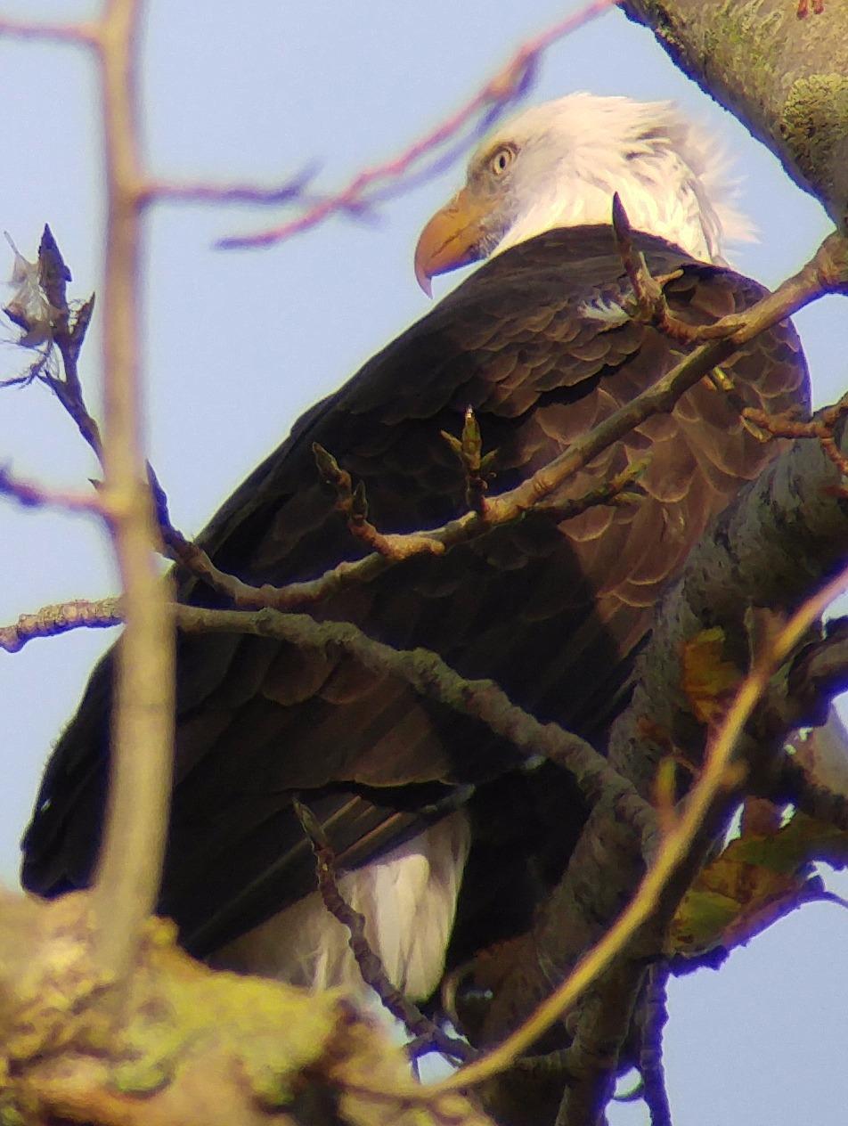 GOSKY Smartphone Adapter Mount Regular Size - Compatible with Binoculars, Monoculars, Spotting Scopes, Telescope, Microscopes Fits almost all Smartphones on the Market Record Nature and The World Customer Review GOSKY Smartphone Adapter Mount Regular Size - Compatible with Binoculars, Monoculars, Spotting Scopes, Telescope, Microscopes Fits almost all Smartphones on the Market Record Nature and The World - Customer Photo 2