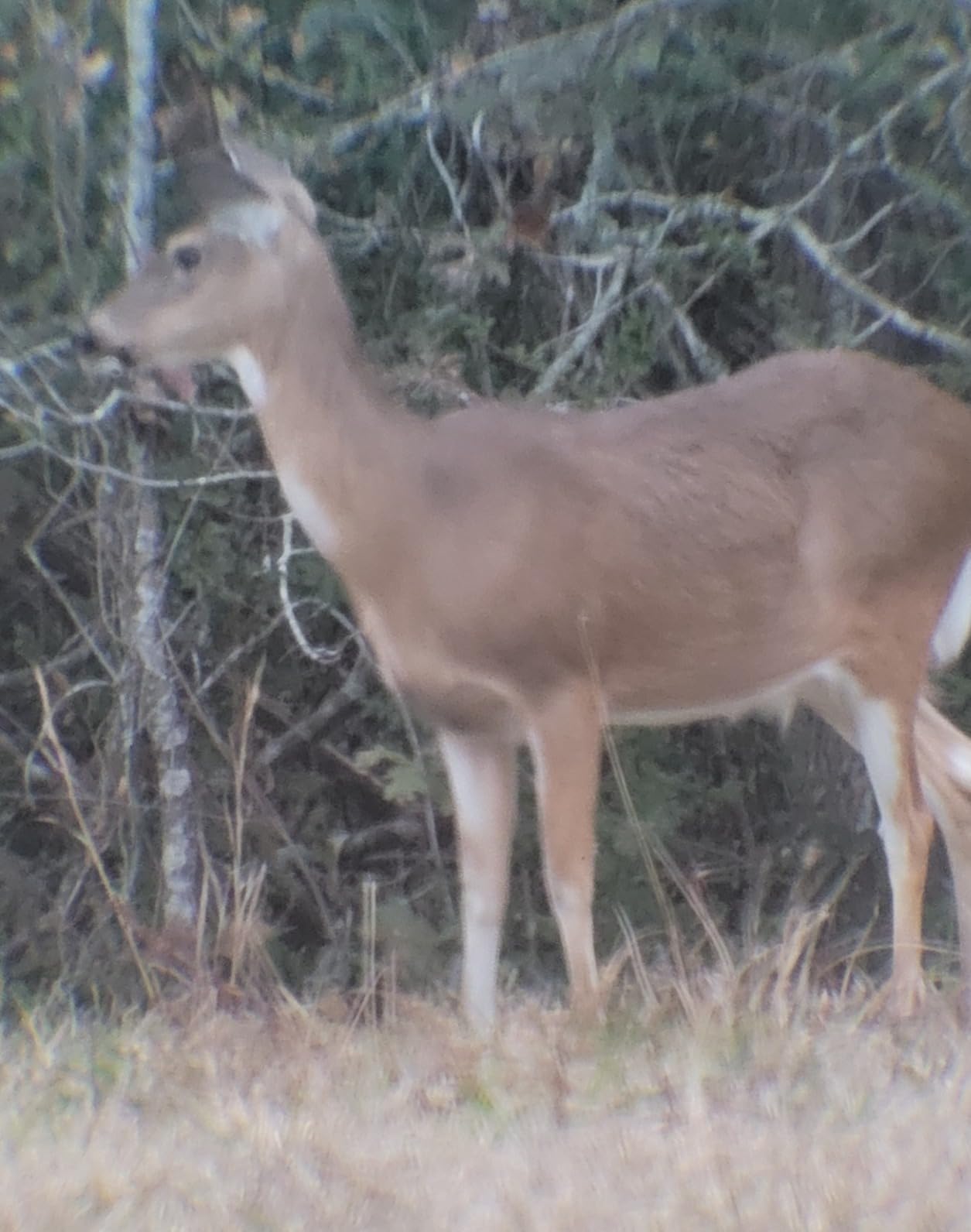 SVBONY Universal Cell Phone Adapter Mount Telescope Phone Mount for Binocular Monocular Spotting Scope Telescope Support Eyepiece Diameter 25 to 48mm Customer Review SVBONY Universal Cell Phone Adapter Mount Telescope Phone Mount for Binocular Monocular Spotting Scope Telescope Support Eyepiece Diameter 25 to 48mm - Customer Photo 2