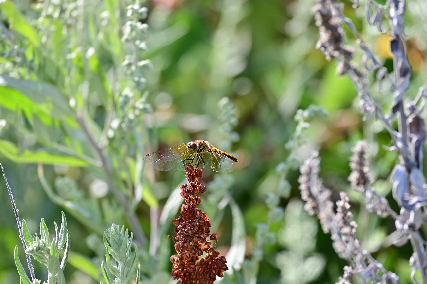 Nikon Z 50 with Two Lenses | Compact mirrorless stills/video camera with wide-angle and telephoto zoom lenses | Nikon USA Model - Customer Photo 1