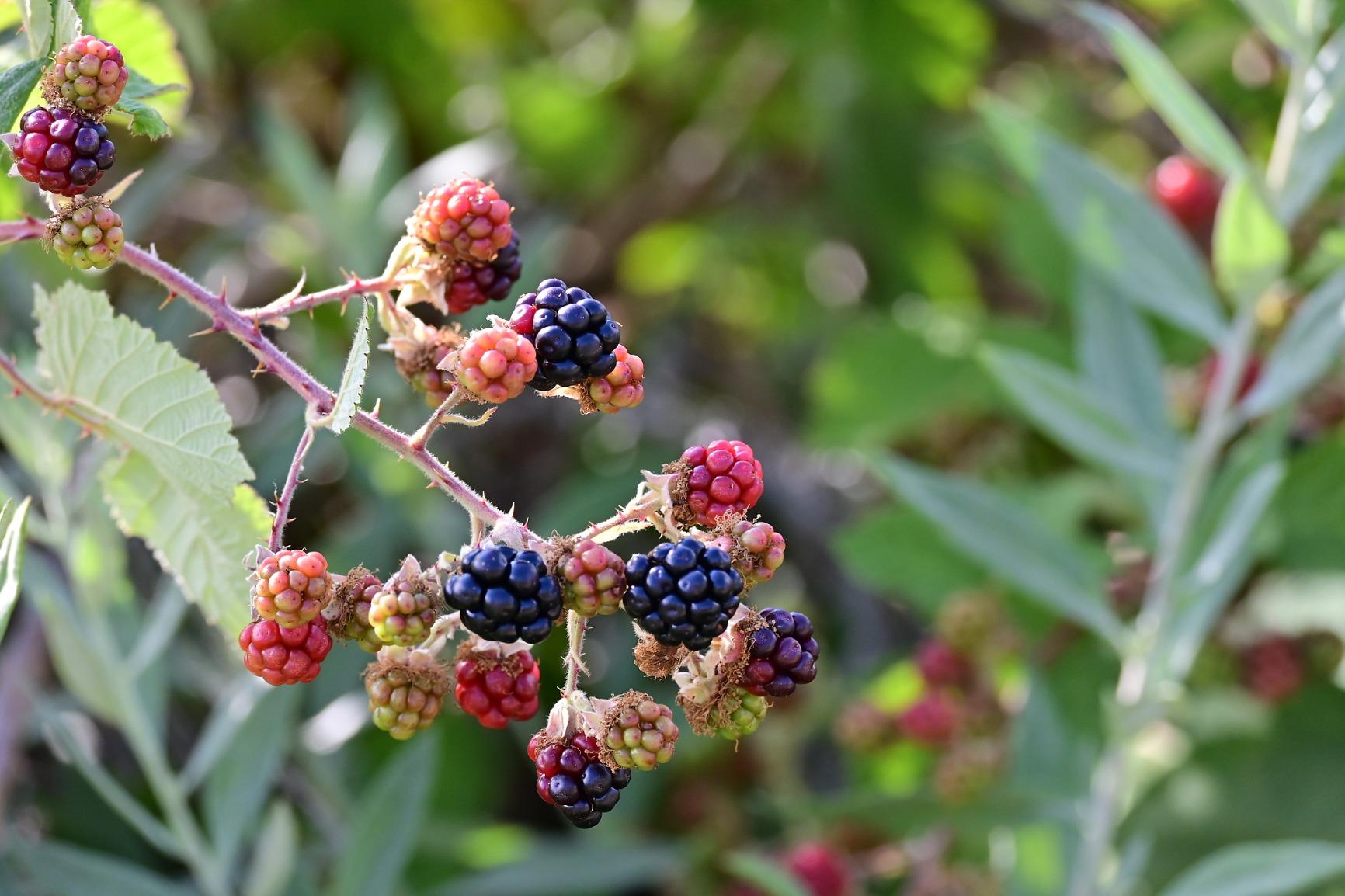 Nikon Z 50 with Two Lenses | Compact mirrorless stills/video camera with wide-angle and telephoto zoom lenses | Nikon USA Model - Customer Photo 2