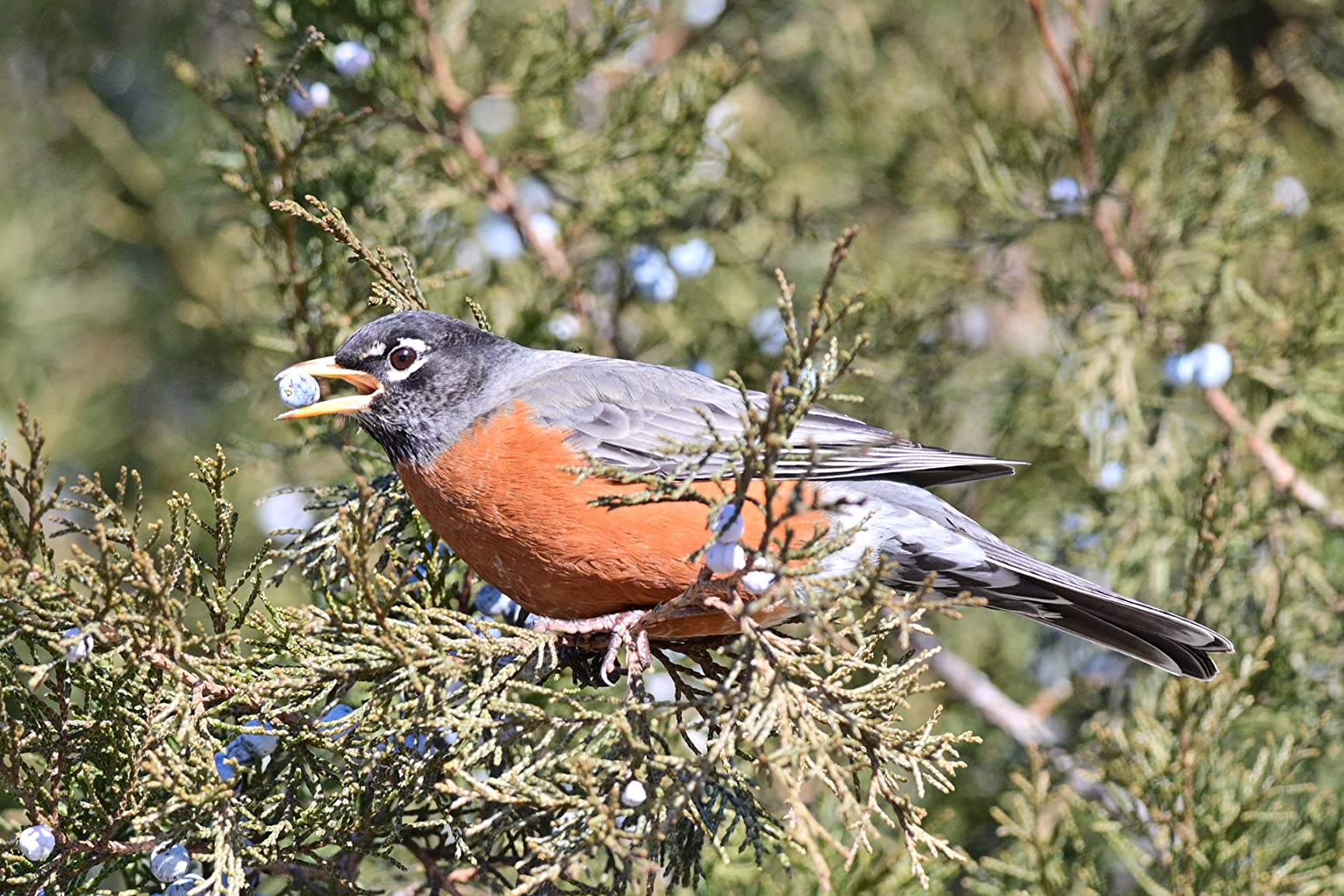 Nikon Z 6II | Versatile full-frame mirrorless stills/video hybrid camera - Customer Photo 1