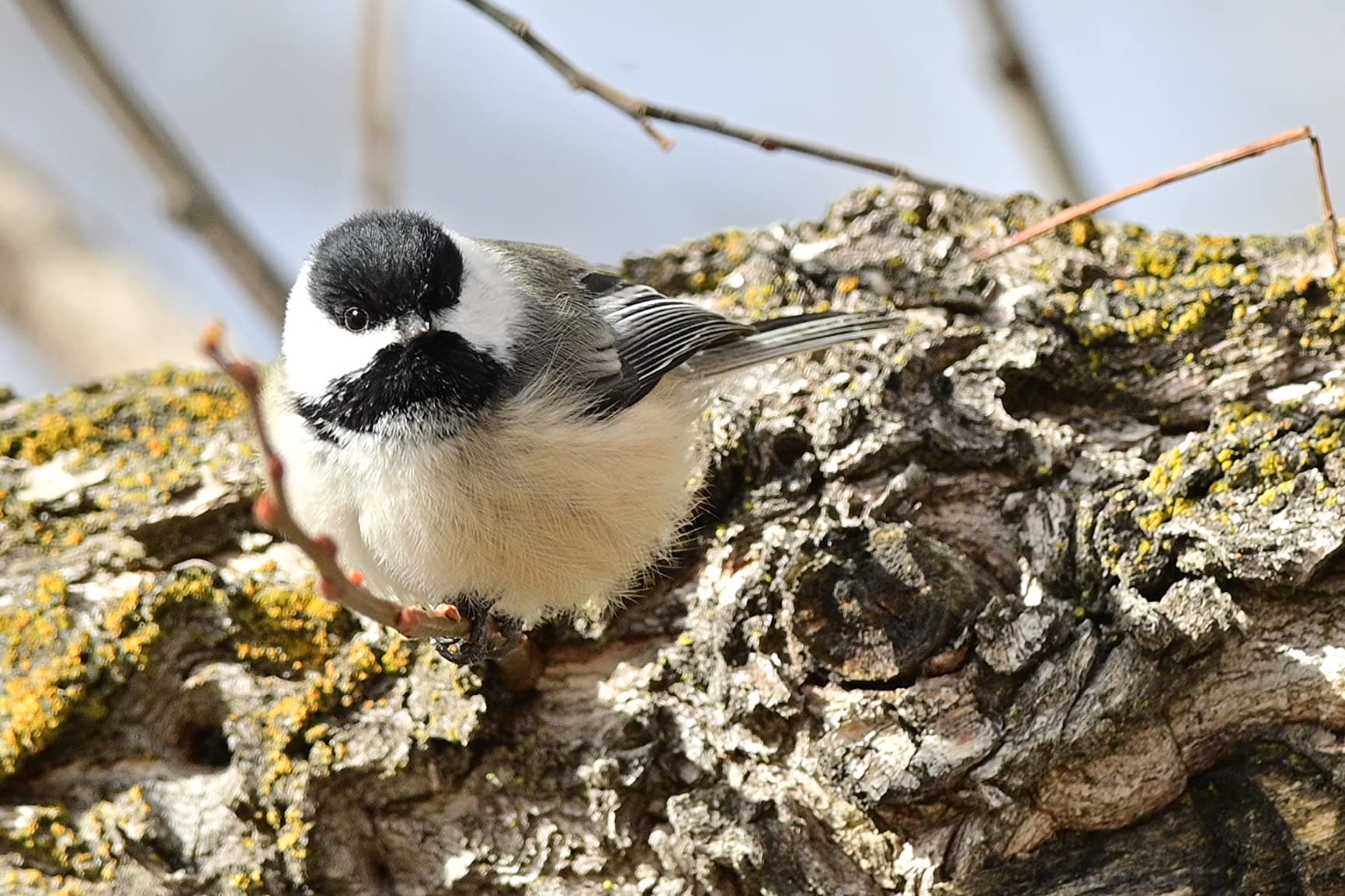 Nikon Z 6II | Versatile full-frame mirrorless stills/video hybrid camera - Customer Photo 2