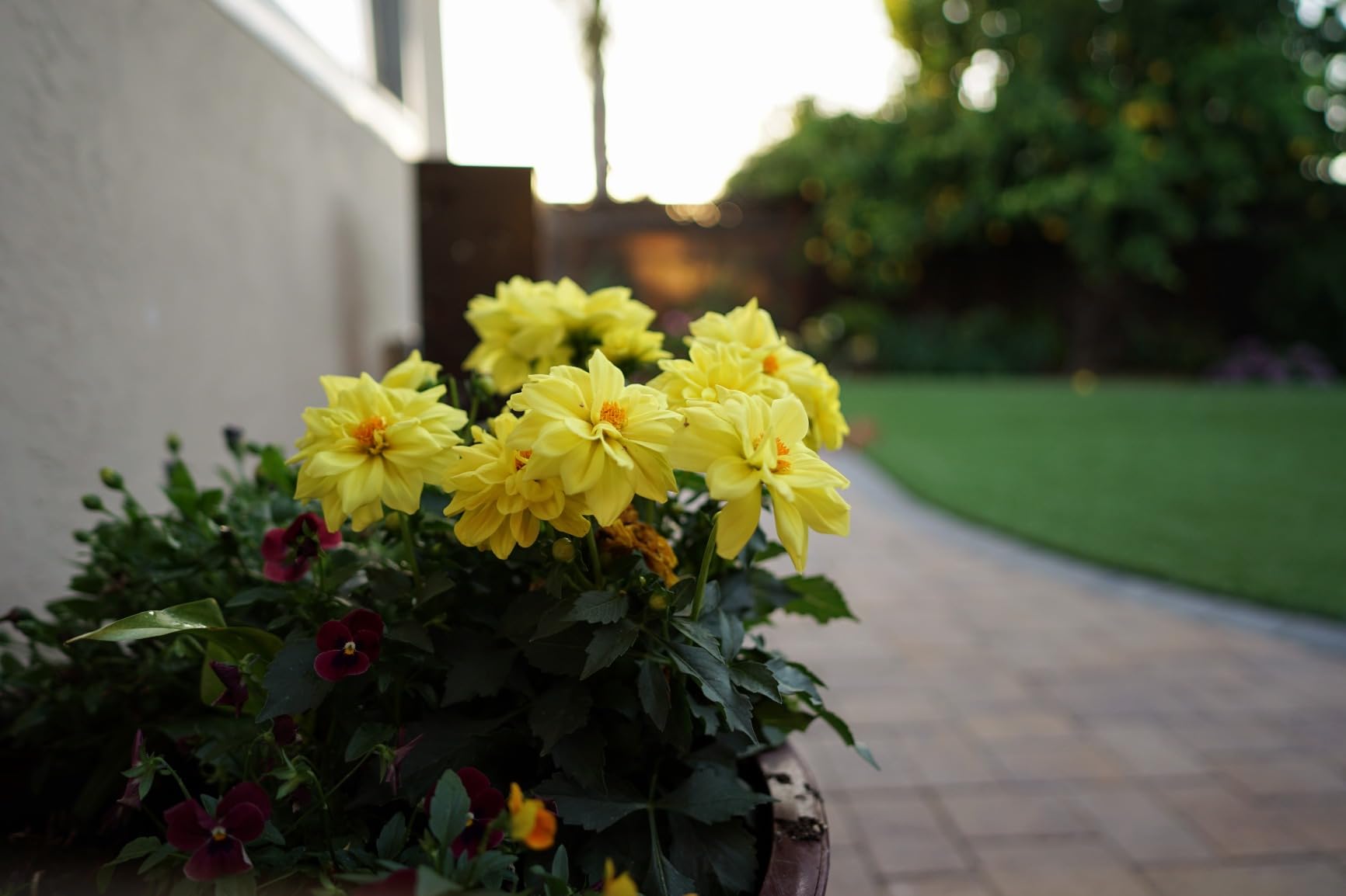 Samyang 24mm F1.8 AF Full Frame Lens for Sony E – Wide Angle, Lightweight, Weather Sealed, Astrophotography Mode, Custom Switch, Silent STM Focus, 9 Blades, 58mm Filter Thread (Black) - Customer Photo 1