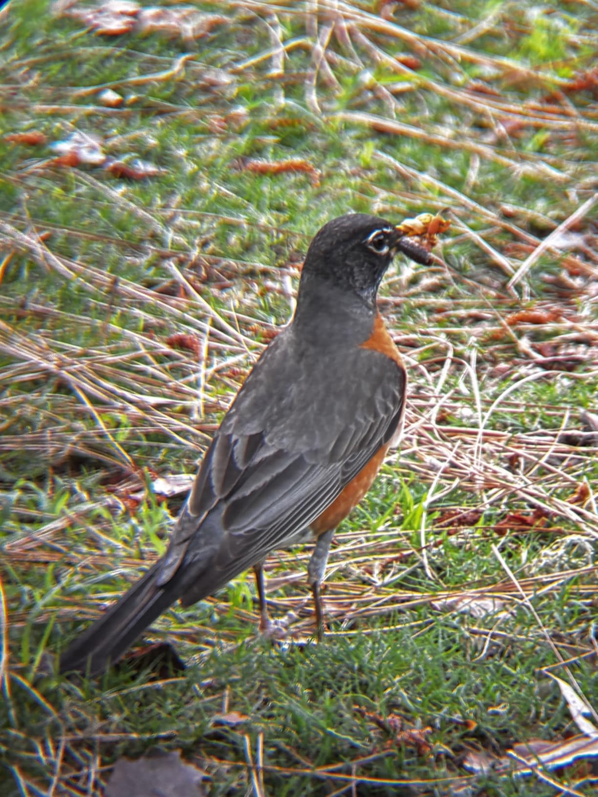 Monocular Telescope - 12x56 High Powered, Compact, Dust-Proof, Waterproof, Handheld Scope with Smartphone Adapter and Metal Tripod - Ideal for Hunting, Stargazing, Birdwatching, and Outdoor Adventures - Customer Photo 1