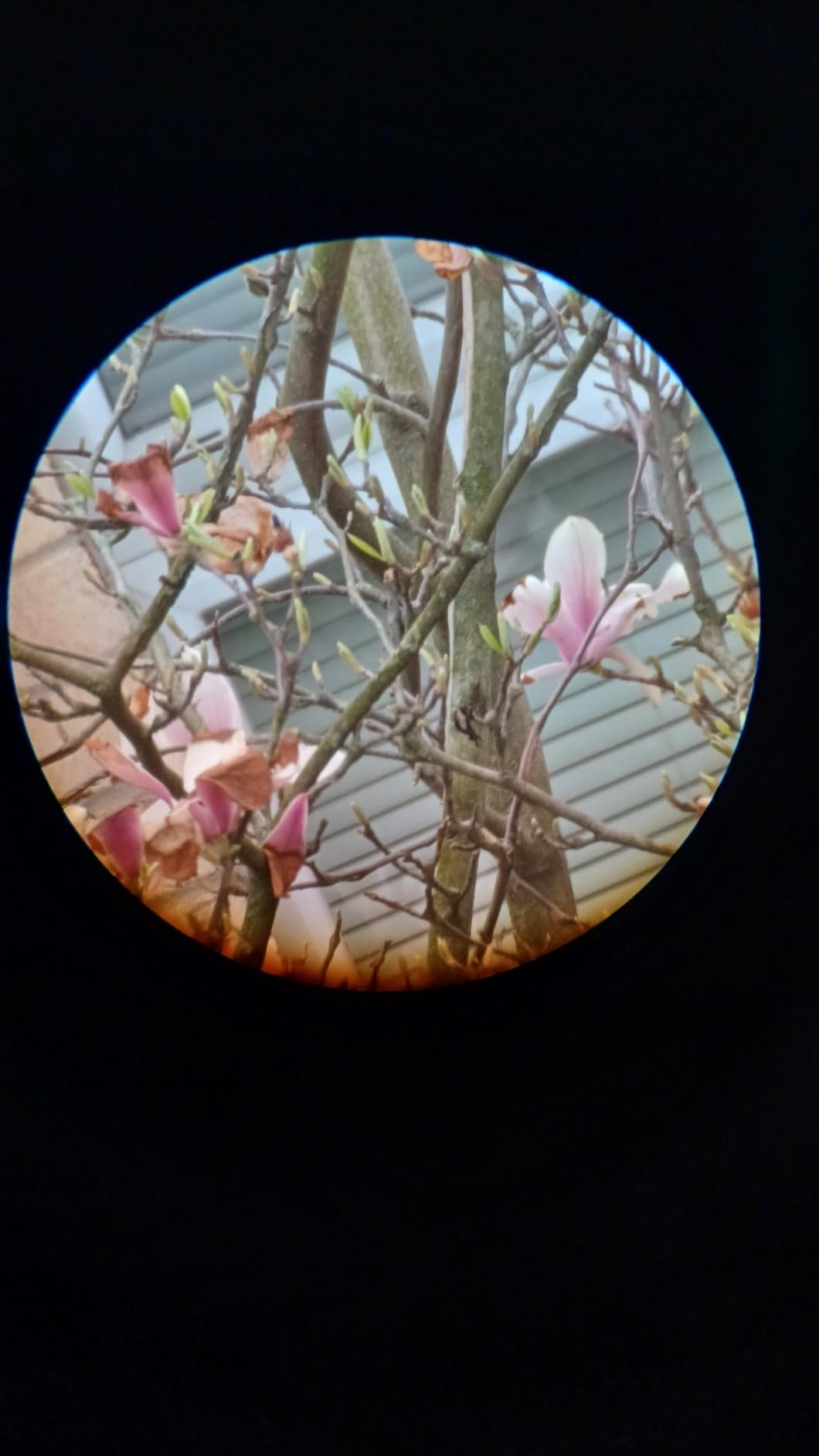 Maksutov-Cassegrain Telescope, Mak70 Telescopes for Adults Kids 1000mm Focal Length 70mm Objective Lens, Beginners Astronomy Telescope with Slow Motion Gimbal Tripod - Customer Photo 4