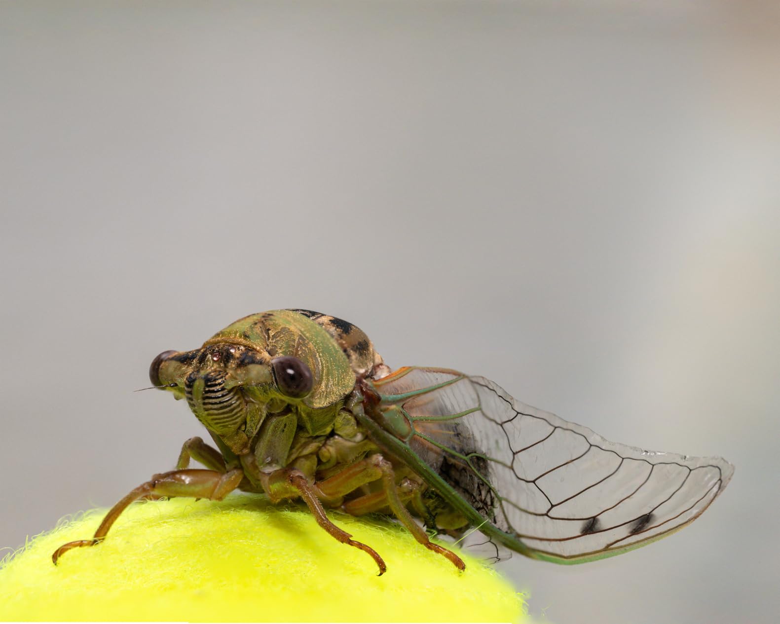 Nikon Z 8 | Professional full-frame mirrorless stills/video hybrid camera - Customer Photo 1