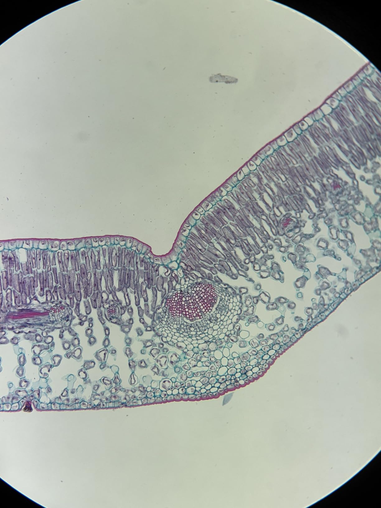 tridaptor - Universal Digiscoping Adapter | High-Precision Phone to Telescope 3-Axis Metal Holder Mount for Spotting Scope Monocular Microscope|Fits 2.4 tridaptor - Universal Digiscoping Adapter | High-Precision Phone to Telescope 3-Axis Metal Holder Mount for Spotting Scope Monocular Microscope|Fits 2.4
