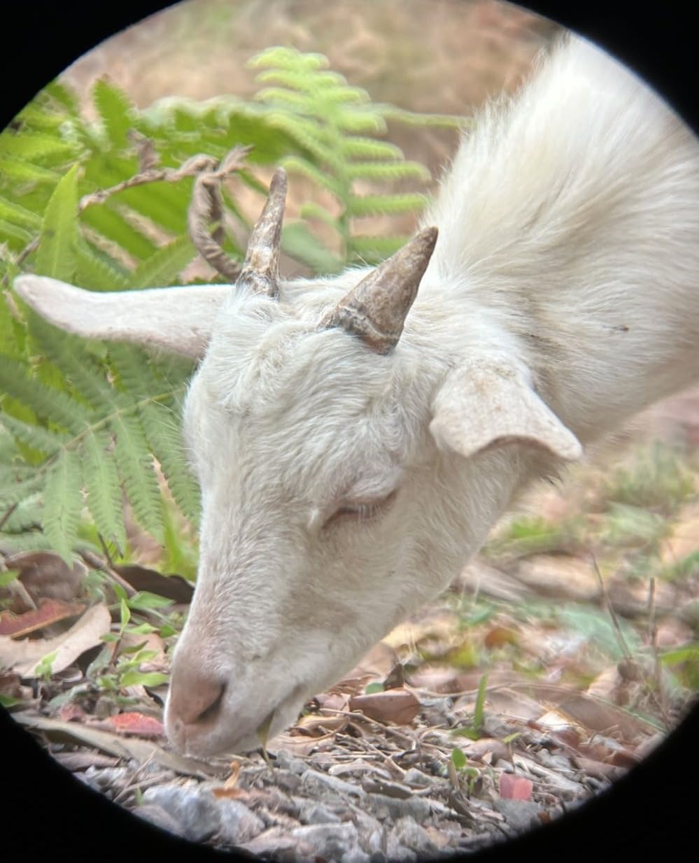 Maksutov-Cassegrain Telescopes for Adults Astronomy, 80mm Aperture 850mm Catadioptric Compound Telescope, Compact Portable Travel Telescope, w. Pro Tripod & Phone Adapter - Customer Photo 1