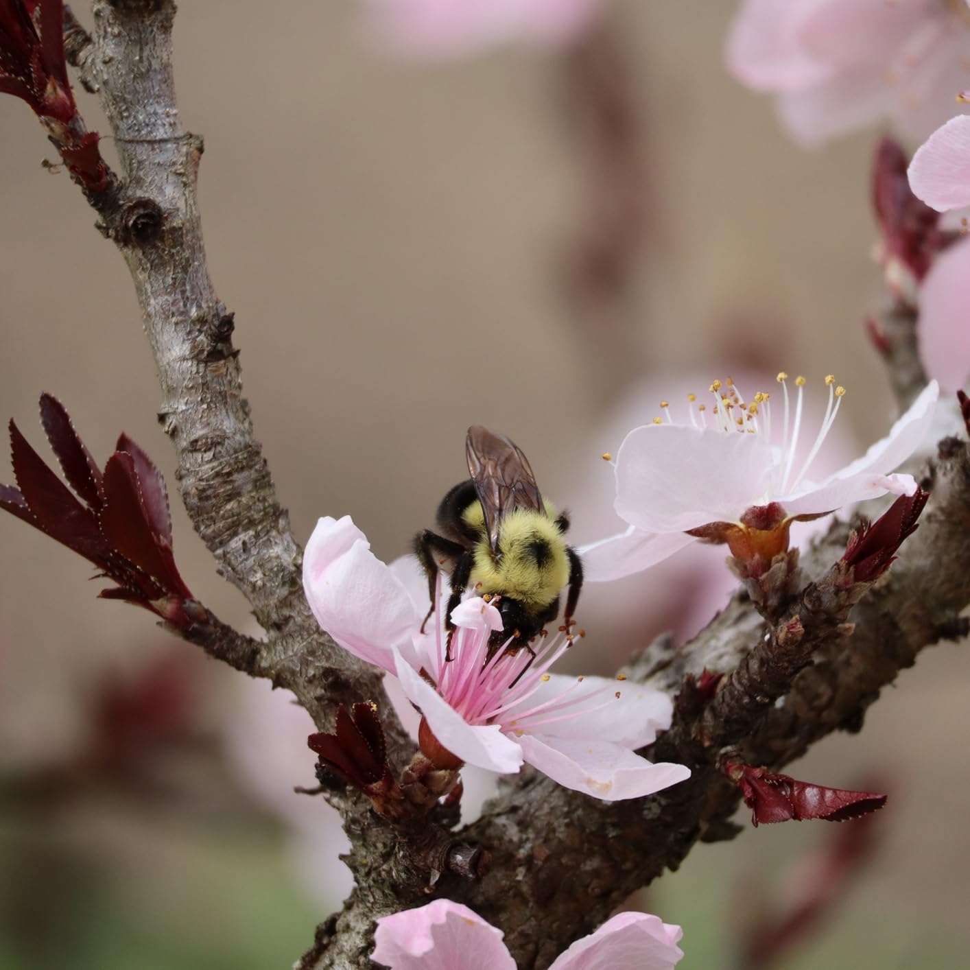 Canon EOS R100 Mirrorless Camera RF-S18-45mm F4.5-6.3 is STM Lens Kit, 24.1 Megapixel CMOS (APS-C) Sensor, 4K Video customer photo 2